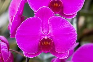 Lila Phalaenopsis-Orchideenblume foto