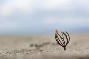 ein klein Sämling wächst auf das Sand gegen das Hintergrund von das Meer. foto