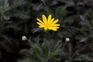 ein Nahansicht Schuss von ein Gelb Gänseblümchen Blume mit verschwommen Hintergrund foto