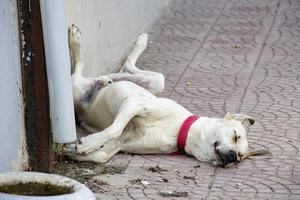 Hund, Tier, Haustier, Welpe, braun, Eckzahn, Niedlich, Weiss, Säugetier, züchten, Kopf, inländisch, Labrador, Zeiger, Haustiere, Welpe, Sitzung, jung, Retriever, Porträt, traurig, golden, Labrador Retriever, Hunde foto