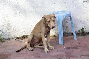 Hund Sitzung auf das Boden in der Nähe von ein Blau Plastik Stuhl im das Hof foto