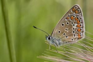 schön bunt Schmetterling auf Blume im Garten , verschwommen Hintergrund. schließen oben foto