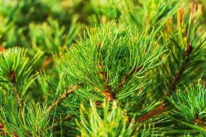 Nahansicht Aussicht von Nadeln von Strauch sibirisch Stein Kiefer Pinus pumila. natürlich medizinisch Pflanze benutzt im Volk und traditionell Medizin foto