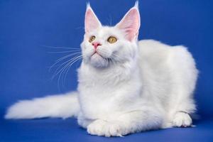 lange Haare Katze Rasse Maine Waschbär Katze Lügen auf Blau Hintergrund foto