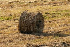 Gelb Heuhaufen Rollen auf gemäht Feld auf sonnig Tag foto