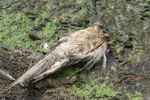 tot Möwe Verlegung Nieder unter Steine und Grün Algen auf Ufer von Reservoir foto