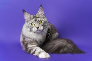 Porträt von Maine Shag Katze mit Gelb Augen Lügen Nieder auf Blau Hintergrund und suchen beim Kamera foto