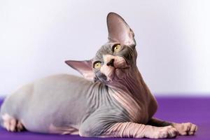 Luxus jung Sphynx unbehaart Katze posieren, Lügen beim lila Fußboden gegen Weiß Hintergrund, suchen oben foto