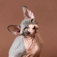 Porträt von süß Sphynx unbehaart Katze mit groß Gelb Augen auf braun Hintergrund suchen oben foto