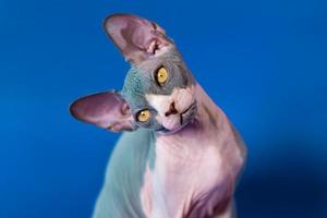 Porträt von posieren kanadisch Sphynx Katze, gekippt seine Kopf zu einer Seite und suchen beim Kamera. Nahansicht foto