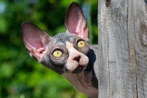 erschrocken Sphynx Kätzchen guckt aus von hinter hölzern Post und suchen hoch, glotzen Gelb Augen foto