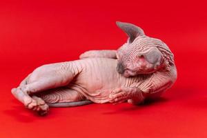 komisch 4 Monat alt kanadisch Sphynx Katze von Blau Nerz und Weiß Lügen auf es ist Seite auf rot Hintergrund foto