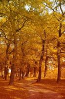 Vertikale Herbst Landschaft mit Bäume und Fußweg. foto