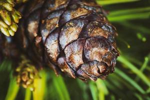 Kegel mit Nuss von japanisch Stein Kiefer Pinus Pumila foto