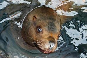 Porträt steller Meer Löwe Eumetopien jubatus foto