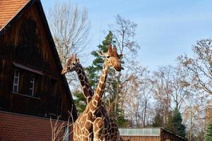 Giraffe Paar im Breslau Zoo foto