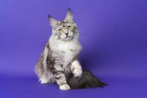 Porträt von Maine Shag Katze mit Gelb Augen Sitzung mit einer Pfote erzogen, suchen beim Kamera auf Blau foto