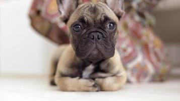 süß Haustier Französisch Bulldogge Hündchen foto