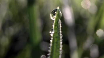 extrem Nahansicht Bild von nass Grün Gras mit Sonnenlicht leuchtenden auf Perlen von Tau im das früh Morgen foto