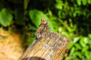 Schmetterling ruhen auf das Ast foto