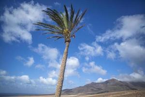 Palme Baum im jandia natürlich Park, fuerteventura foto