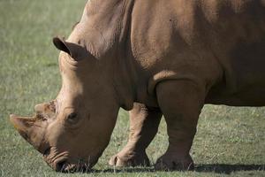 Erwachsene Nashorn auf Wiese foto