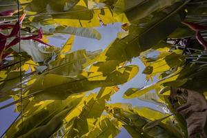 schließen oben Foto von dekorativ Pflanze Heliconia rostrata auf Hügel Berg wann Frühling Zeit. das Foto ist geeignet zu verwenden zum Natur Hintergrund und Natur Inhalt Medien.