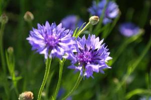 Makro Nahansicht von ein schön hell Blau lila Blume blühen mit Grün Blätter, Kornblume oder Junggesellen Taste isoliert auf Weiß foto