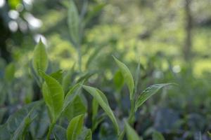 schließen oben Foto von Grün Tee Blatt wann Frühling Jahreszeit mit wolkig und Blau Himmel. das Foto ist geeignet zu verwenden zum Garten Hintergrund, Natur Poster und Natur Inhalt Medien.