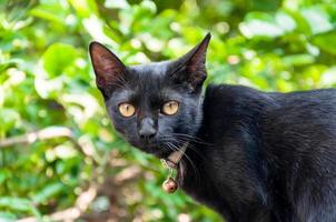 schwarz Katze suchen beim das Kamera, Tier Porträt schwarz Kätzchen foto