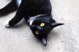 Bombay schwarz Katze Gelb Auge entspannen auf Fußboden foto