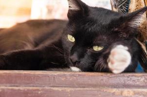 schwarz Katze mit Grün Augen foto