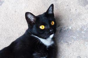 Bombay schwarz Katze Gelb Auge entspannen auf Fußboden foto