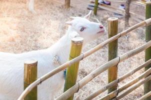 Weiße Babyziege, die mit Bambuszaun spielt, Nahaufnahme von weißen Ziegen auf dem Bauernhof, Babyziege auf einem Bauernhof foto