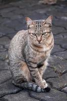 Tabby Bengalen Katze Sitzung auf das Boden, braun süß Katze, Katze lügnerisch, spielerisch Katze entspannend Urlaub, Vertikale Format, selektiv Fokus foto