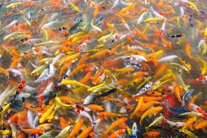 schöne Karpfen-Koi-Fische schwimmen im Teich im Garten foto