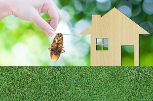 Frau Hand halten Kakerlake auf Haus Symbol von hölzern auf Gras Textur Natur Hintergrund wie Symbol von beseitigen Kakerlake im Wohnung und Haus foto