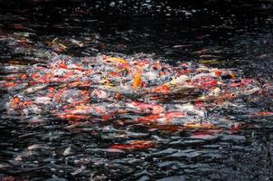 schöne Karpfen-Koi-Fische schwimmen im Teich im Garten foto