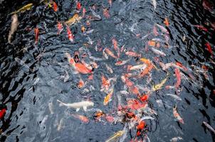 schöne Karpfen-Koi-Fische schwimmen im Teich im Garten foto