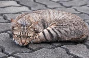 schön Katze mit Augen suchen ,braun süß Katze, Katze lügnerisch, spielerisch Katze entspannend Ferien foto