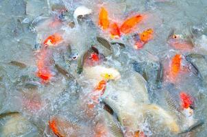 schöne Karpfen-Koi-Fische schwimmen im Teich im Garten foto