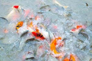 schöne Karpfen-Koi-Fische schwimmen im Teich im Garten foto