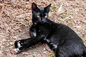 ein schwarz Katze im Gemeinschaft schwarz Katze im Herbst Blätter schließen oben Foto , Tier Porträt schwarz Kätzchen