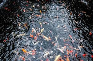 schöne Karpfen-Koi-Fische schwimmen im Teich im Garten foto