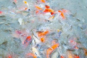 schöne Karpfen-Koi-Fische schwimmen im Teich im Garten foto