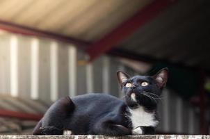 schwarz Katze sitzen geduckt suchen oben Aussicht auf das Beton Mauer ,selektiv Fokus foto