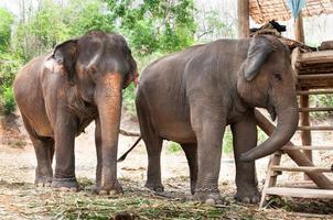 asiatischer elefant in thailand foto