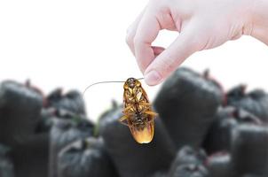 Hand halten Kakerlake auf schwarz Tasche Müll Tasche von Müll Hintergrund, beseitigen Kakerlake im Wohnung und Haus foto