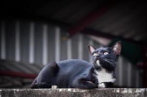 schwarz Katze sitzen geduckt suchen oben Aussicht auf das Beton Mauer ,selektiv Fokus foto