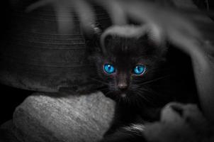 schwarze katze mit schönen blauen augen, tierportrait schwarzes kätzchen foto